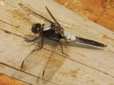 Capture d_écran 2018-06-14 à 08.58.37